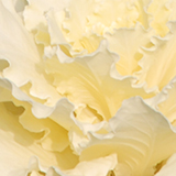 ハボタンの写真